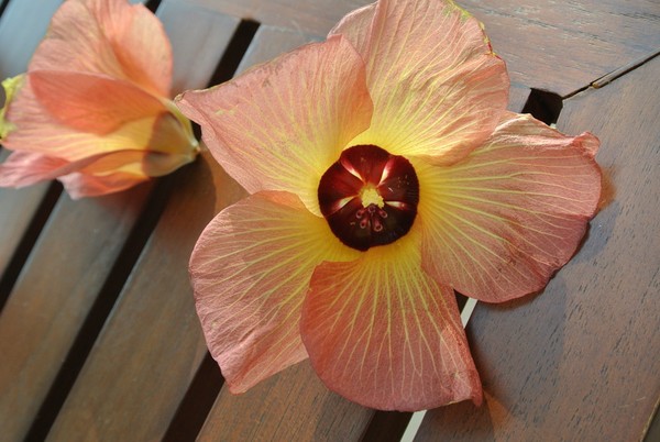 马尔代夫自助游图片