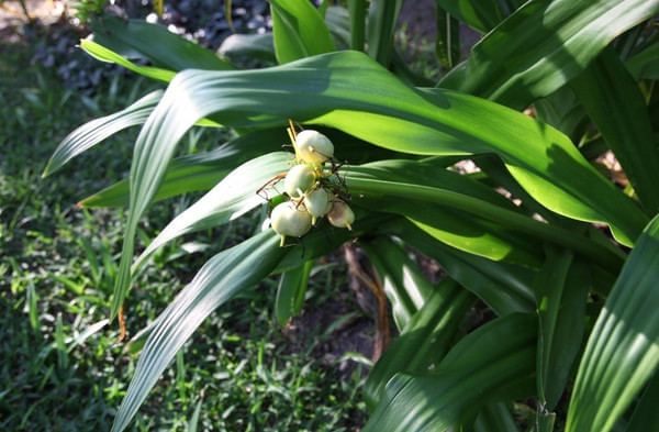 马尔代夫自助游图片