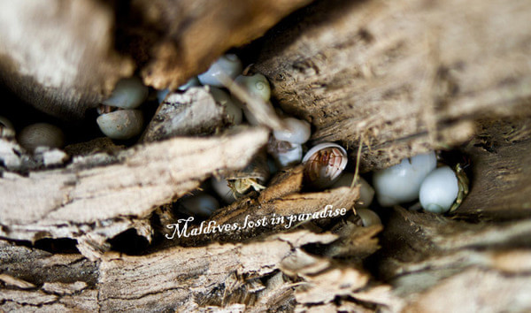 马尔代夫景点图片