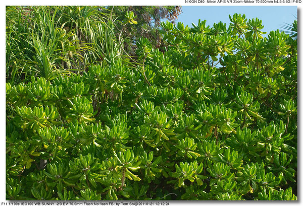 马尔代夫自助游图片