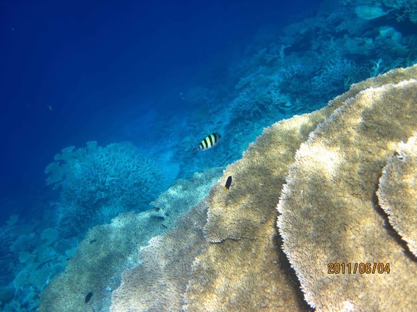 马尔代夫自助游图片