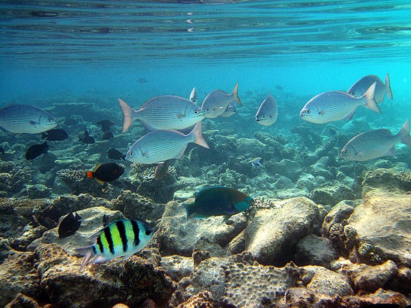 马尔代夫自助游图片