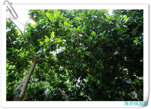 面朝大海，不止是春暖花开-情系拖尾Kuramathi 我为,马尔代夫游记，海岸线假期