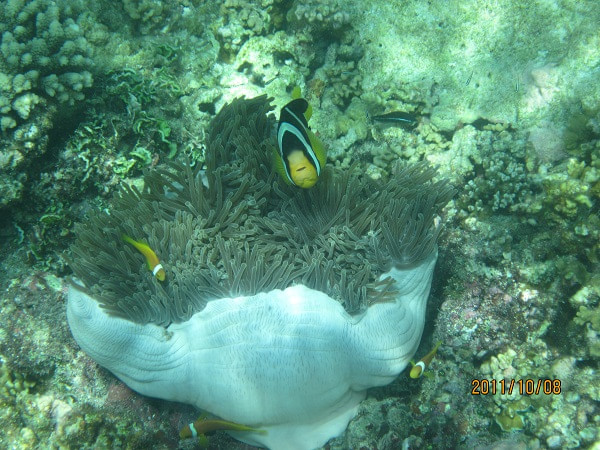 马尔代夫景点图片
