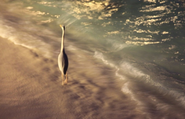 马尔代夫自助游图片