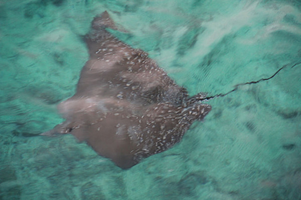 马尔代夫景点图片