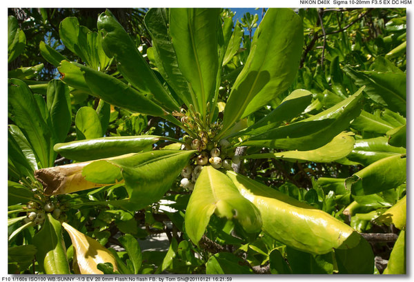 马尔代夫自助游图片