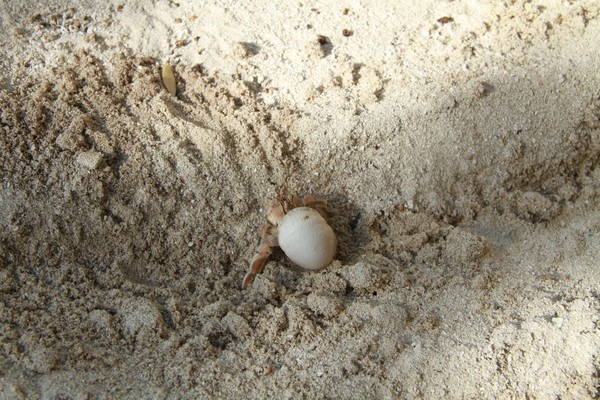 白金岛旅游攻略图片