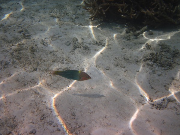 马尔代夫图片 马尔代夫图片