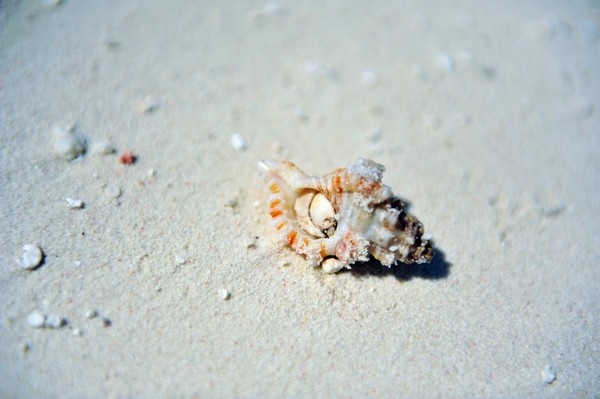 马尔代夫自助游图片