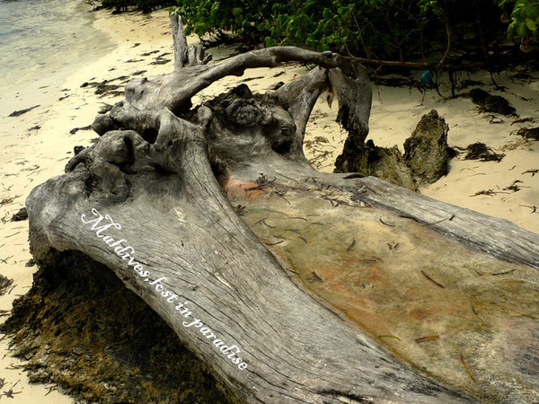 马尔代夫景点图片