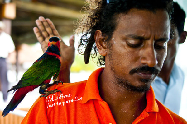 马尔代夫自助游图片