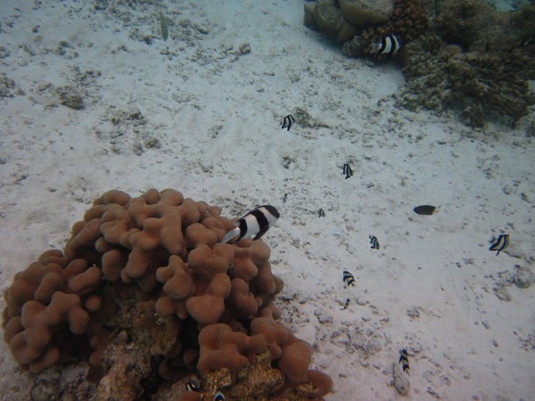 马尔代夫旅游攻略图片 马尔代夫旅游攻略图片