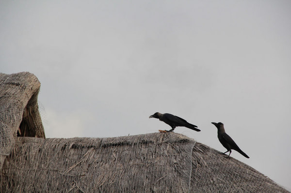 马尔代夫自助游图片