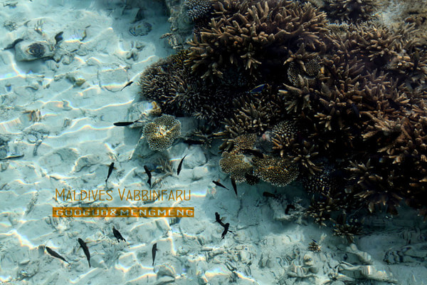 马尔代夫自助游图片 马尔代夫自助游图片