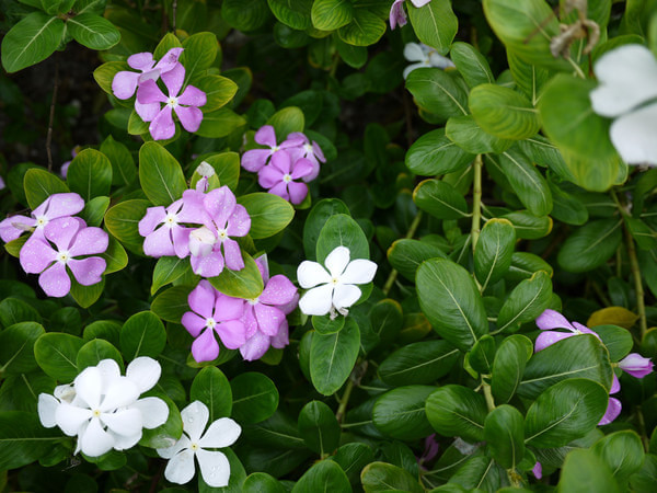 马尔代夫图片 马尔代夫图片