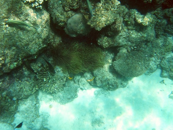 马尔代夫自助游图片