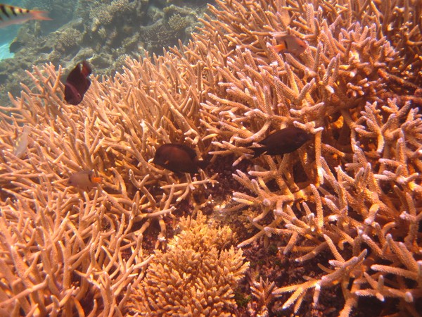 马尔代夫旅游攻略图片 马尔代夫旅游攻略图片