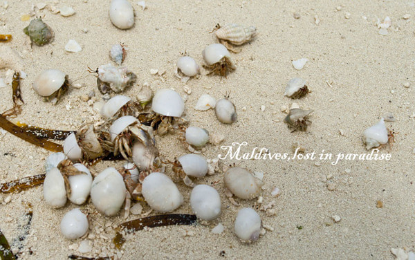 马尔代夫景点图片