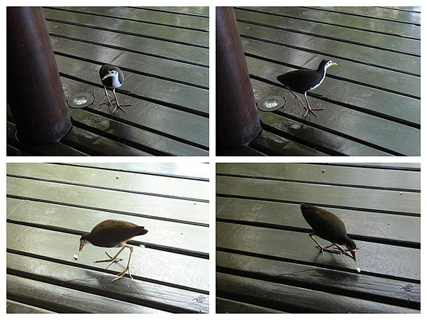 马尔代夫图片 马尔代夫图片