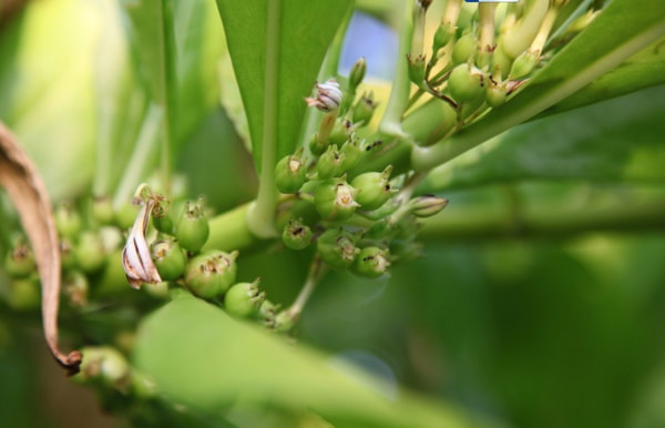 马尔代夫景点图片