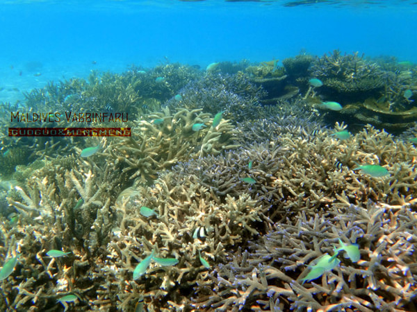 马尔代夫景点图片 马尔代夫景点图片