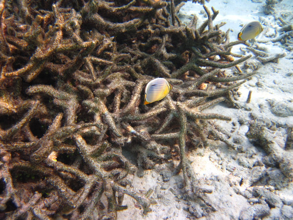 马尔代夫图片 马尔代夫图片