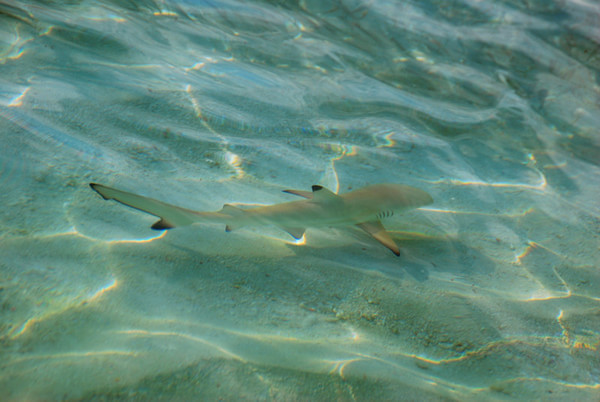 马尔代夫自助游图片