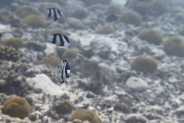 马尔代夫旅游攻略图片