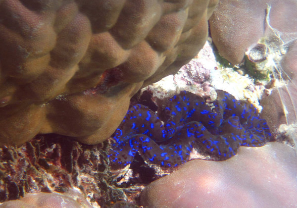 马尔代夫自助游图片