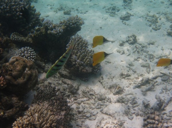 马尔代夫自助游图片