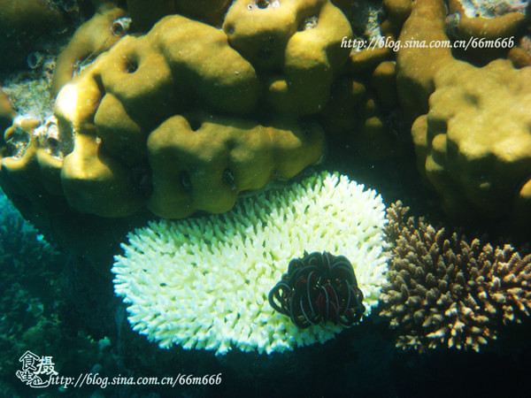 马尔代夫自助游图片