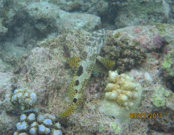 马尔代夫自助游图片 马尔代夫自助游图片