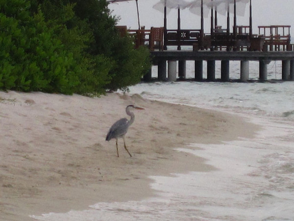 马尔代夫景点图片 马尔代夫景点图片