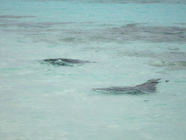 马尔代夫自助游图片 马尔代夫自助游图片