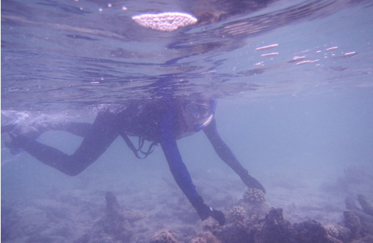 与珊瑚共舞 与珊瑚共舞