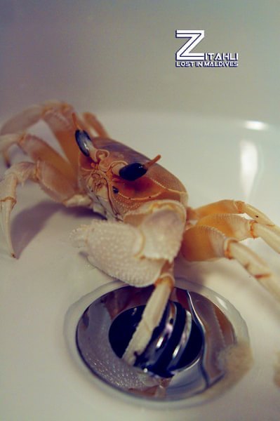 马尔代夫景点图片