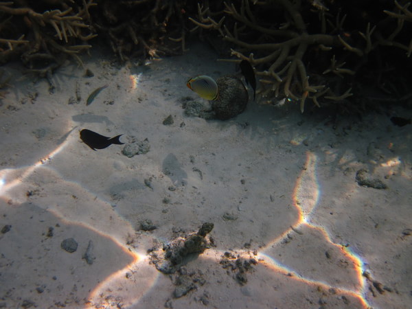 马尔代夫旅游攻略图片 马尔代夫旅游攻略图片