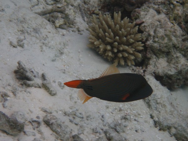 马尔代夫自助游图片 马尔代夫自助游图片