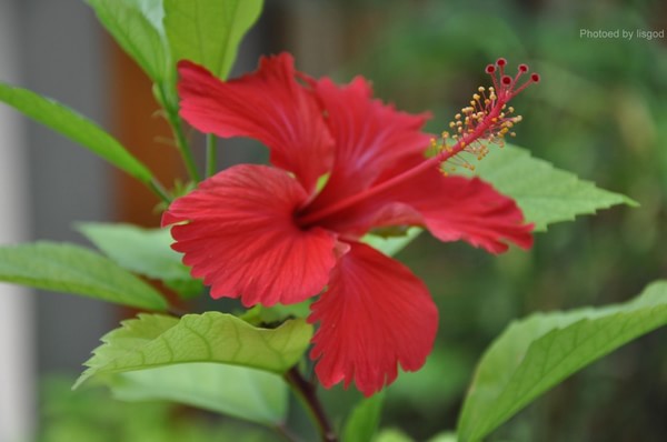 马尔代夫自助游图片 马尔代夫自助游图片