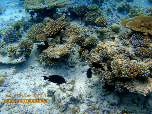 马尔代夫图片 马尔代夫图片