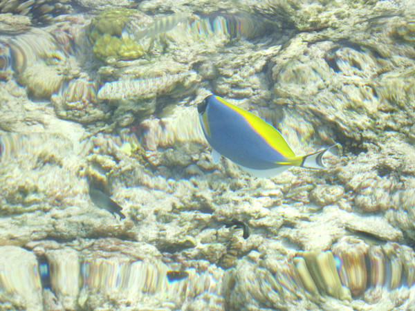 马尔代夫旅游攻略图片