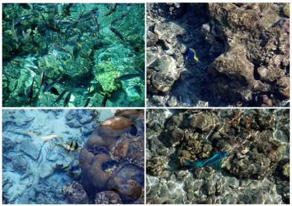 马尔代夫自助游图片 马尔代夫自助游图片