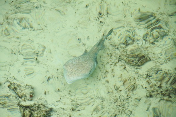 白金岛旅游攻略图片 白金岛旅游攻略图片