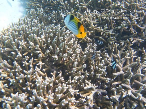 马尔代夫景点图片