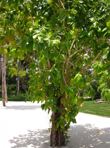 马尔代夫景点图片 马尔代夫景点图片