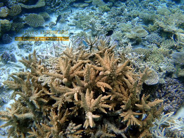 马尔代夫旅游攻略图片 马尔代夫旅游攻略图片