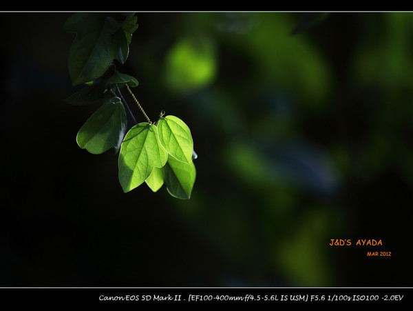 马尔代夫景点图片