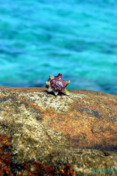 马尔代夫天堂岛蜜月行,马尔代夫游记，海岸线假期