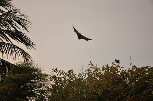 世界上最大的蝙蝠--果蝠